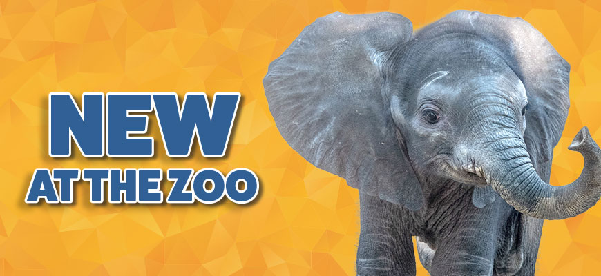 New at the Zoo | Louisville Zoo
