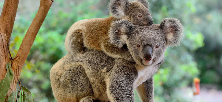 image of momma koala, with baby koala, on her back. they have brown, greyish fur, with very big roundish cute ears, with cute face of 2 small eyes, long black snout,
