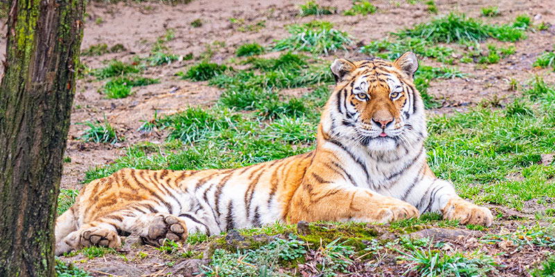 image - photo of new Amur Tiger, orange, black stripped, laying regally in yard, looking straight at camera with very intense stare, handsome full face head
