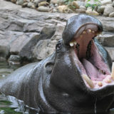photo - hippo hanging out in its pond, among the rocks, in its enclosure, mouth wide open, big teeth,