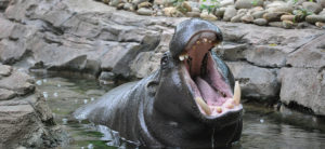 photo - hippo hanging out in its pond, among the rocks, in its enclosure, mouth wide open, big teeth,