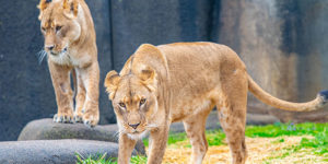 Two African Lions, Amali and Sunny, overlook the Lion Exhibit