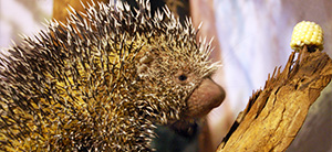 photo - porcupine with white tipped dark quills, brown fur, small beady black eye, short snout, looking at corn.