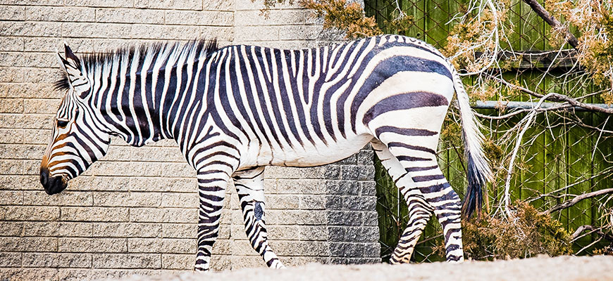 photo - Athena, our new black, white stripped zebra, side view in her new home, mane and tail also black and white, muzzle is black with tint of orange on it.