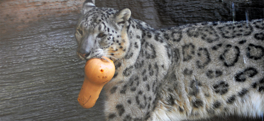 photo - Kimti the snow leopard, playing with orange toy in the yard