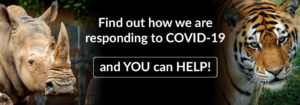 banner - Find out how we are responding to COVID-19; highlighted in a box is and YOU can HELP! l/side has head shot of rhino, r/side has had shot of tiger, background is basically black.