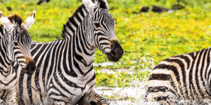 banner- of 2-3 black white striped zebras splashing in water, side view of faces, dark muzzles very outstanding on their snouts, green hillside background