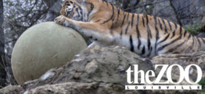 banner - shows side view of orange, black striped tiger, with left paw playing with big bounce ball in its enclosure, among gray rocks