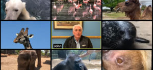 photo - variety of 9 photos of zoo ambassadors - polar bear, flamingos, camel, giraffe, john walczak, seal, elephant, gorilla, sloth