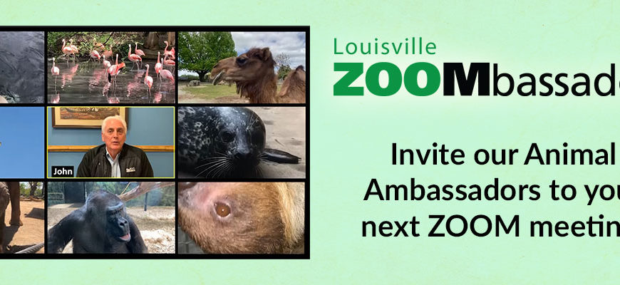 banner - shows 9 zoo ambassadors, polar bear, flamingos, camel, giraffe, john walczak, seal, elephant, gorilla, sloth, Louisville ZooMbassadors, Invite our Animal Ambassadors to your next Zoom meeting, background color is very lite lime