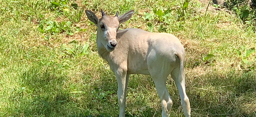 photo - baby addax that was born at the zoo. has 2 large ears, tiny horns just emerging on head, standing in its yard