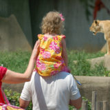 Family with a child on their shoulders looking at lions