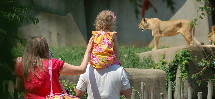 Family with a child on their shoulders looking at lions