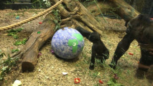 banner - mom gorilla, with baby gorilla, looking at big purple rubber ball, with logs, mulch, food debris on the ground