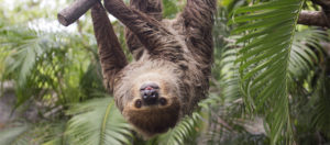 Sloth exhibit header