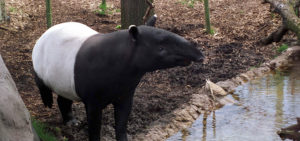 Picture of a Malayan tapir