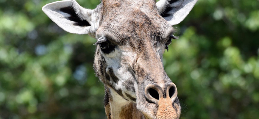 photo - full face of giraffe Malaika, brown grayish face, with large ears, long muzzle,