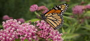 photo - monarch butterfly with black, orange, white colored markings, sitting on a display of purple flowers, background is greenery and more purple flowers