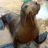 photo - Triton, California sea lion, brown color, lots of whiskers on muzzle, saying goodbye as he heads to a new home