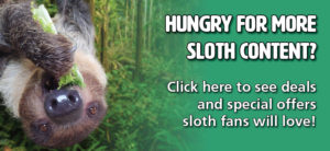 banner - Hungry for More Sloth Content? click here to see deals and special offers sloth fans will love! l/side has sloth head shot, eating lettuce, its nose is very prominent with green background
