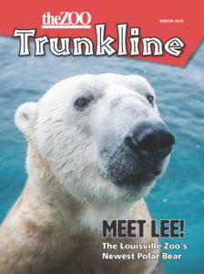 graphic - winter 2020 theZOO, Louisville, Trunkline cover with headshot of polar bear Lee, Meet Lee! The Louisville Zoo's Newest Polar Bear with blue water background