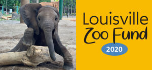 banner - l/side banner is baby elephant, Fitz, full front body shot, face, trunk playing with a log, r/side, Louisville Zoo Fund, orange background, 2020 in blue oval