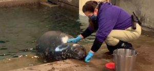 photo - keeper petting gray seal, who is expecting.