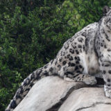 photo - snow leopard, sitting on rocks in enclosure, full side view, with long tail, very majestic stance by snow leopard, background if green trees