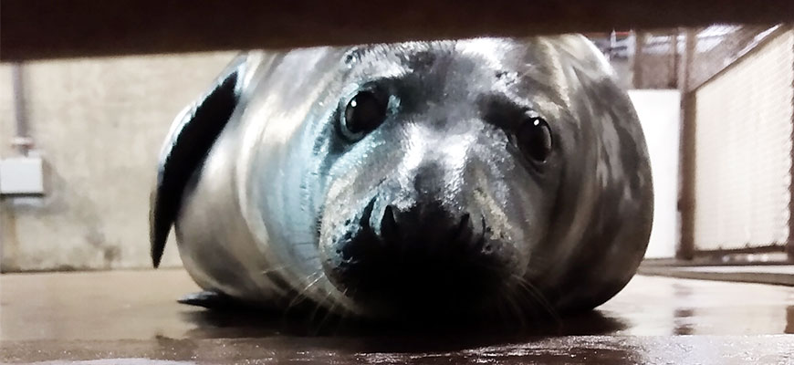 photo - full face pic of seal pup, laying down, looking straight at camera, has beautiful soulful eyes