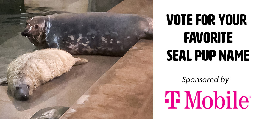 banner - Vote For Your Favorite Seal Pup Name, sponsored by T-Mobile (logo) with pic of momma seal and baby seal on left side of banner