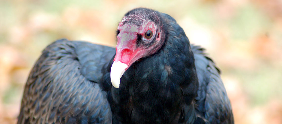 photo of baby turkey vulture, all black feathers, with red face, partial red beak, with white at tip of the beak