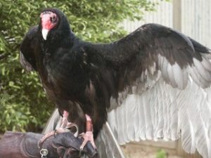 photo of baby turkey vulture, with black feathers, tips of wing feathers are white, has red face, with partial red beak, with tip white, displaying his expanded wing span