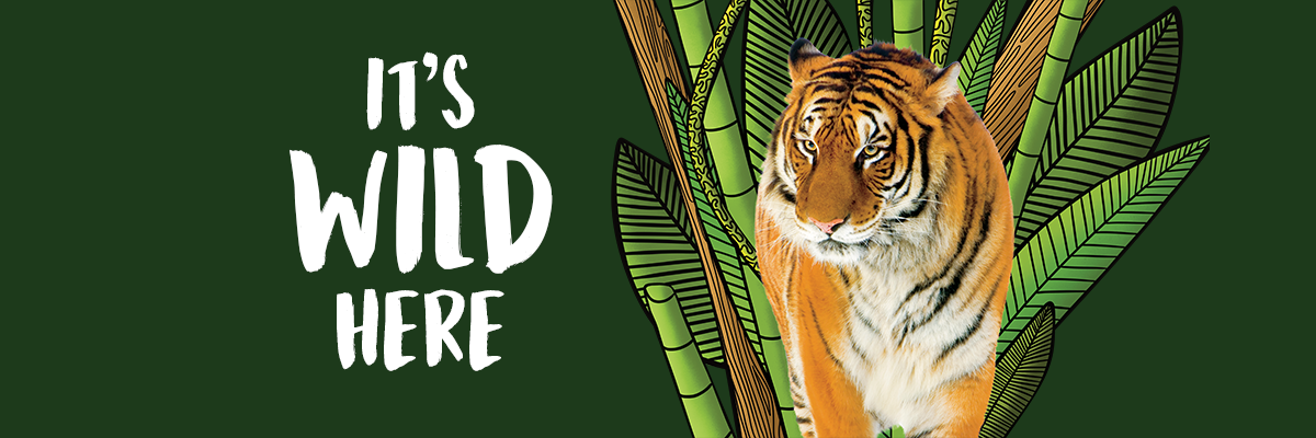 banner w/black background color, It's Wild Here, has frontal image of orange, white tiger with black striped markings, behind it is graphic of green leaves, bamboo, brown leaves