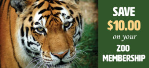 banner of Save $10.00 on your Zoo Membership, with green background, on left side is full face of tiger, orange, white fur, with black strip markings, and white whiskers on muzzle, deep set yellowish eyes, beautiful face