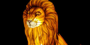 photo of wild lights lion, orange color througout the lion, with lights in display highlighting its face and mane