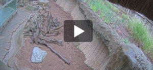 photo or video - live cam for meerkat yard
