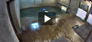 video of live cam for seals