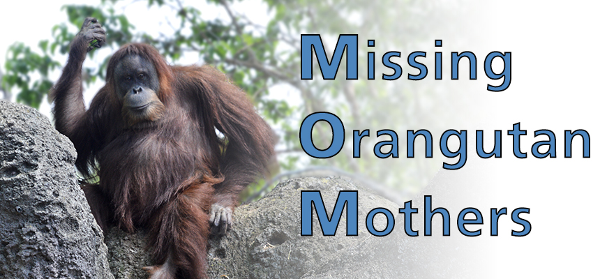 banner - Missing Orangutan Mothers, MOM, with orangutan sitting on rocks, trees in background