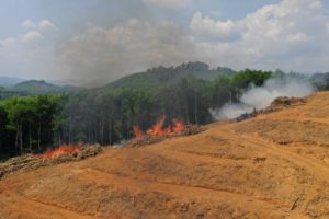 photo of palm oil deforestation, fires set burning trees on hillside, trees, mountains in background of photo