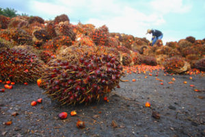 photo - individual gathering palm oil fruit from hillside, fruit looks like bunch of red grapes