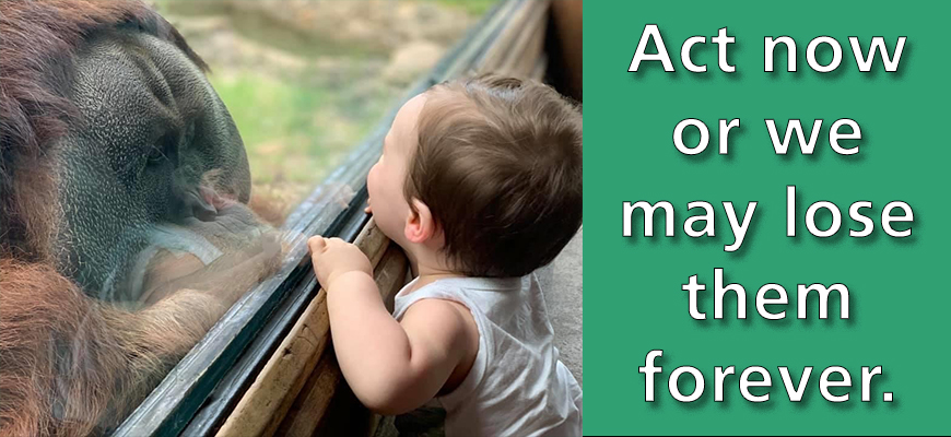 banner - small child looking at orangutan (amber) thru glass, Act now or we may loose them forever, green background color