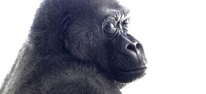 photo - 50 yr old, female Gorilla Demba, looking over her should at camera, facial expression is feeling of "and....".