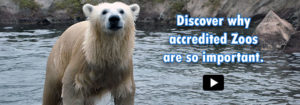 Discover why accredited Zoos are so important with polar bear image
