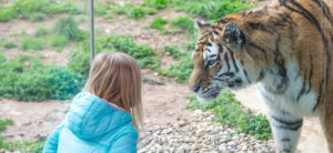 Amur tiger and child