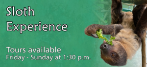 Sloth Experience Header; sloth eating lettuce