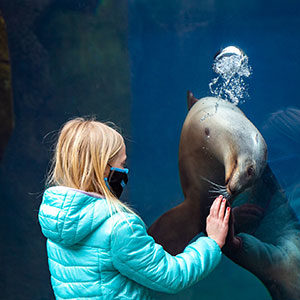 child with sea lion