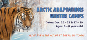 Winter camps with Tiger photo