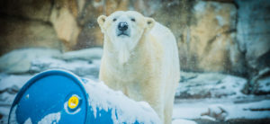 Qannik the polar bear with barrel