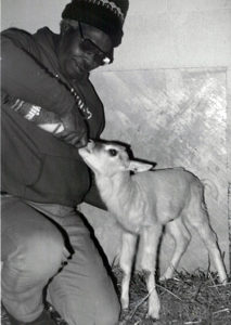 Frank Bullock feeding addax calf