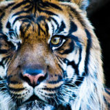 Heran the Sumatran tiger